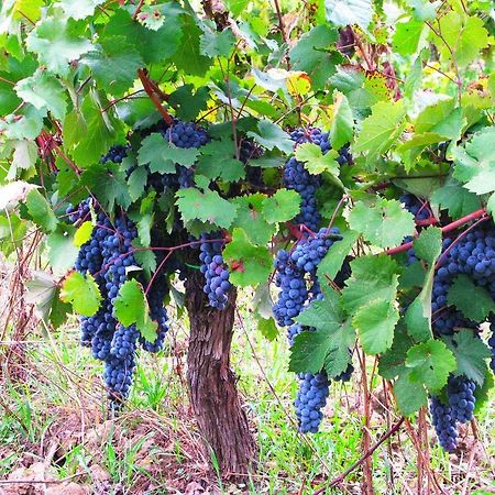 אמפולי Agriturismo Martignana Alta מראה חיצוני תמונה