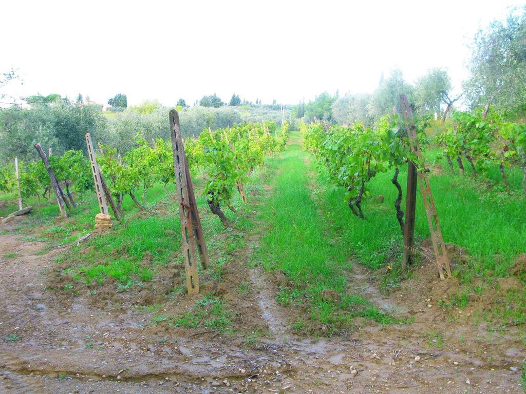 אמפולי Agriturismo Martignana Alta מראה חיצוני תמונה