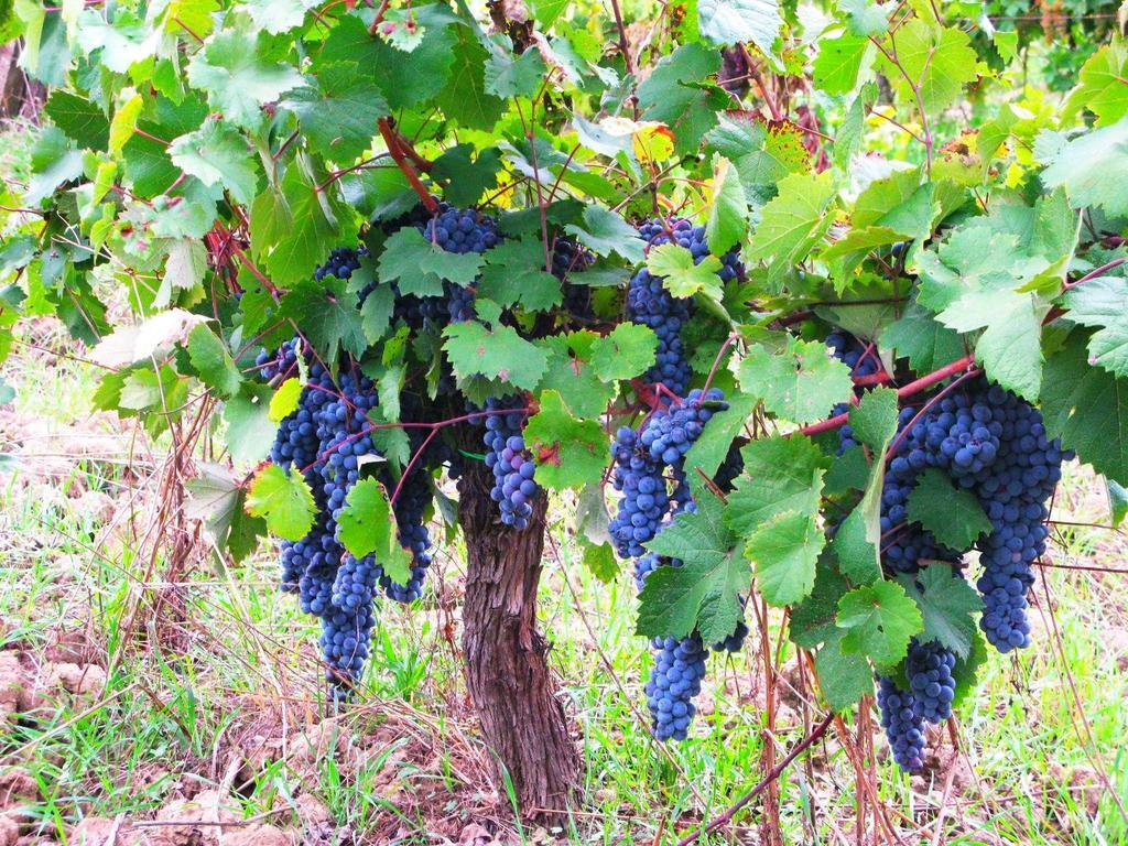אמפולי Agriturismo Martignana Alta מראה חיצוני תמונה